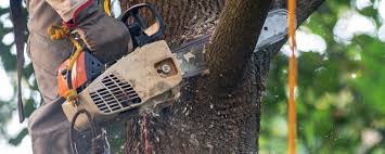 How Our Tree Care Process Works  in  Algona, WA