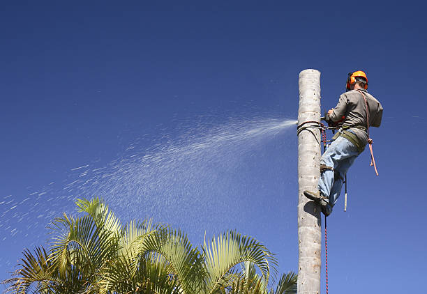 Best Residential Tree Removal  in Algona, WA