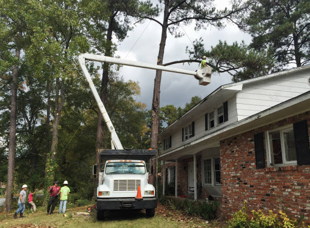 Algona, WA Tree Removal Services Company