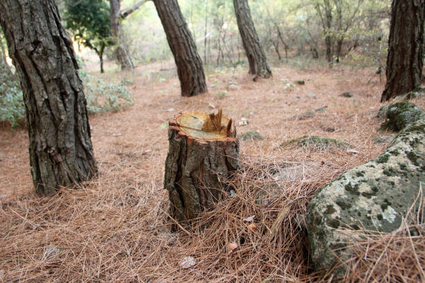 Best Residential Tree Removal  in Algona, WA