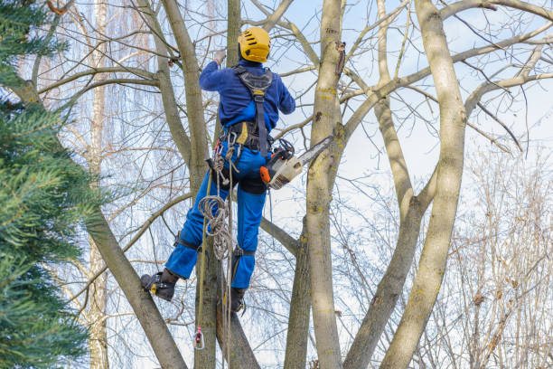 Best Firewood Processing and Delivery  in Algona, WA