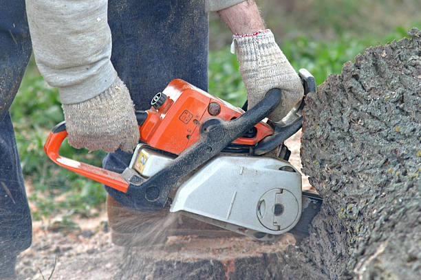 Best Root Management and Removal  in Algona, WA