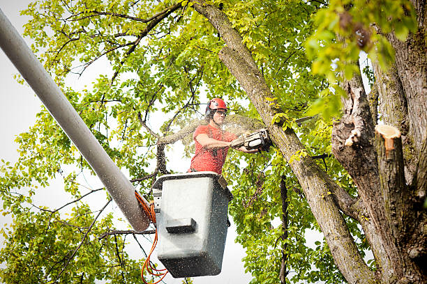 Best Stump Grinding and Removal  in Algona, WA